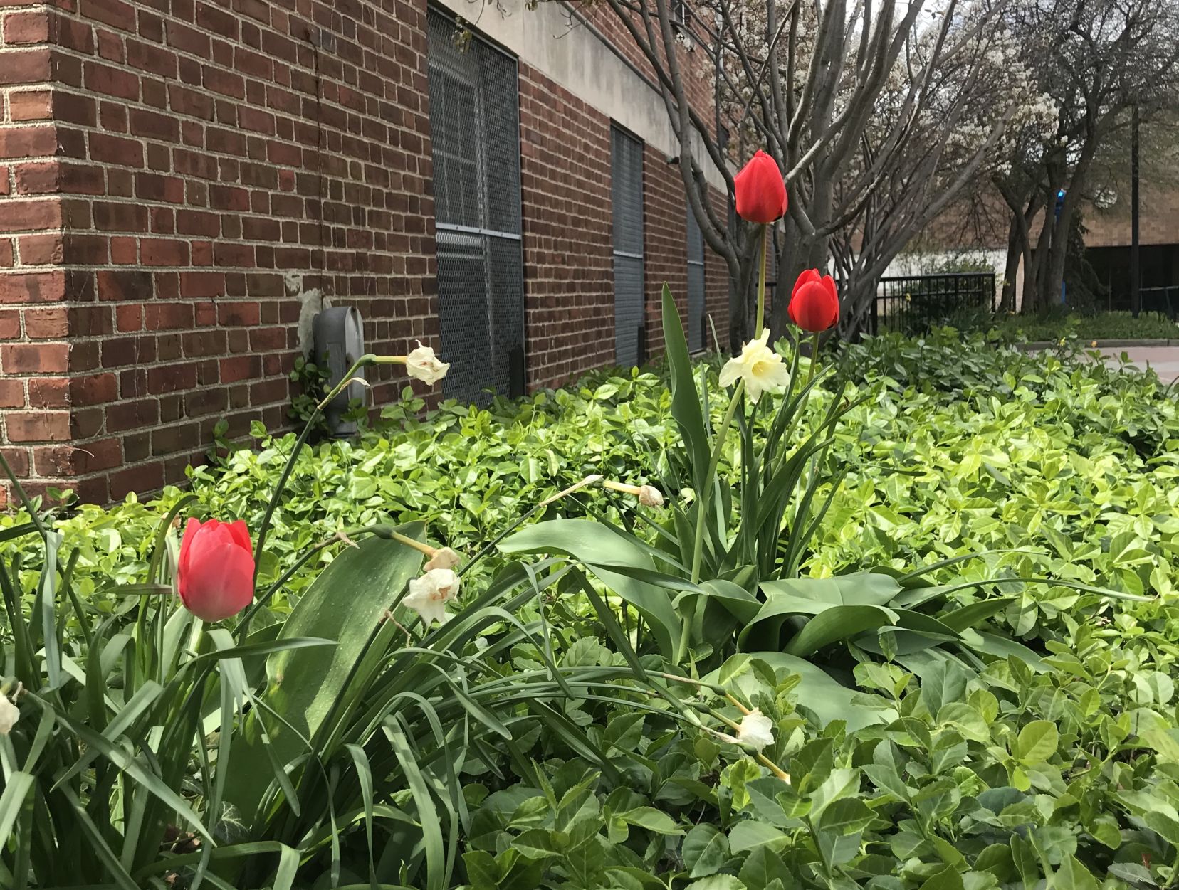 Flowers.jpeg